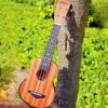 Acouway Ukulele Ukulele 21/24/26 soprano concert tenor Inch Ukulele Sapele body Auqila string with free Accessories and Gigbag, authentic Ukulele, world-class brand.